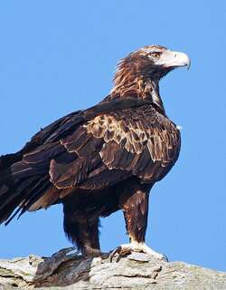 楔尾雕 / Wedge-tailed Eagle / Aquila audax