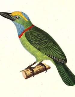 黄顶拟䴕 / Yellow-crowned Barbet / Psilopogon henricii