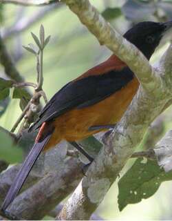 黑头林鵙鹟 / Hooded Pitohui / Pitohui dichrous