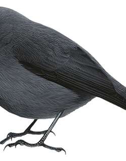 灰薮鹟 / Smoky Robin / Peneothello cryptoleuca