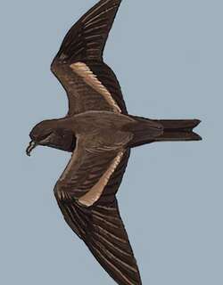 黑叉尾海燕 / Swinhoe’s Storm Petrel / Oceanodroma monorhis