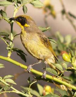 紫颊纹吸蜜鸟 / Purple-gaped Honeyeater / Lichenostomus cratitius