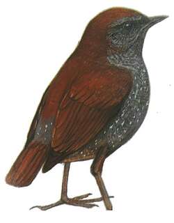 栗背短翅鸫 / Gould’s Shortwing / Heteroxenicus stellatus