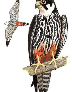 燕隼 / Eurasian Hobby / Falco subbuteo