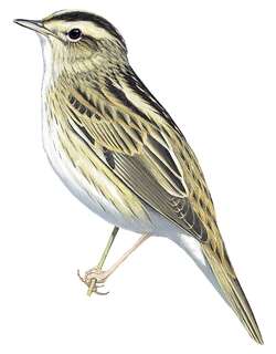 水栖苇莺 / Aquatic Warbler / Acrocephalus paludicola
