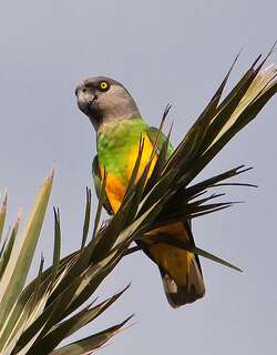 塞内加尔鹦鹉 / Senegal Parrot / Poicephalus senegalus