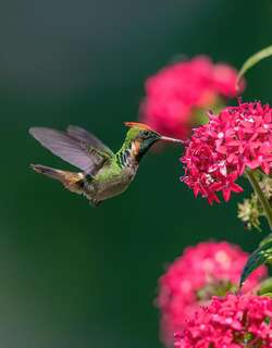 纹颈冠蜂鸟 / Frilled Coquette / Lophornis magnificus