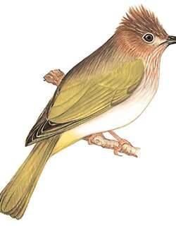 绿翅短脚鹎 / Mountain Bulbul / Ixos mcclellandii