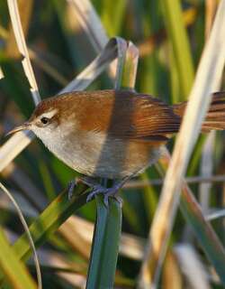 弯嘴芦雀 / Curve-billed Reedhaunter / Limnornis curvirostris