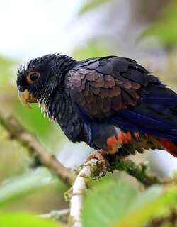 青铜翅鹦哥 / Bronze-winged Parrot / Pionus chalcopterus