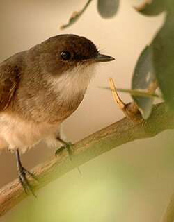 泽鹟 / Swamp Flycatcher / Muscicapa aquatica