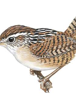 沼泽鹪鹩 / Merida Wren / Cistothorus meridae