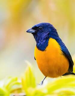 棕腹歌雀 / Rufous-bellied Euphonia / Euphonia rufiventris