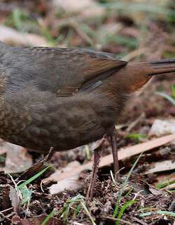 随莺 / Pilotbird / Pycnoptilus floccosus