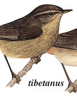 烟柳莺 / Smoky Warbler / Phylloscopus fuligiventer