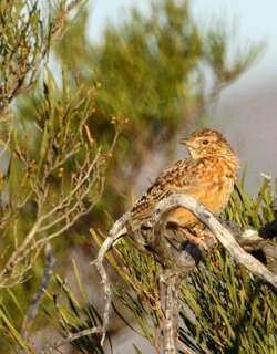 振翅歌百灵 / Cape Clapper Lark / Mirafra apiata