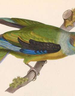 黑耳鹦哥 / Black-winged Parrot / Hapalopsittaca melanotis