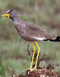 黑喉麦鸡 / African Wattled Lapwing / Vanellus senegallus