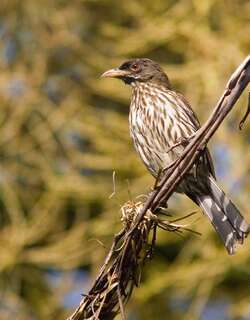 棕榈䳭 / Palmchat / Dulus dominicus