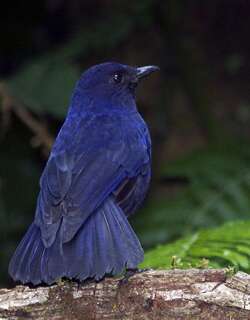 巽他啸鸫 / Javan Whistling Thrush / Myophonus glaucinus