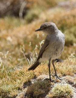 高山地霸鹟 / Puna Ground Tyrant / Muscisaxicola juninensis