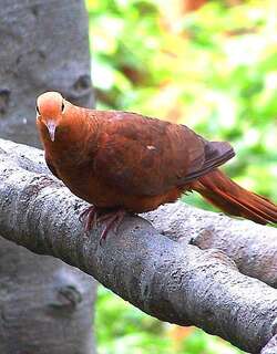 印尼鹃鸠 / Ruddy Cuckoo-Dove / Macropygia emiliana