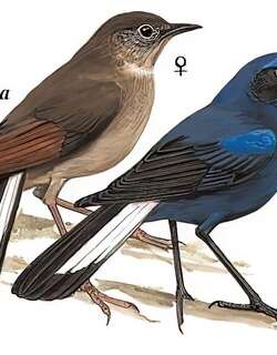 白尾蓝地鸲 / White-tailed Robin / Myiomela leucura