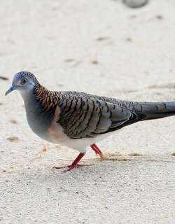 斑肩姬地鸠 / Bar-shouldered Dove / Geopelia humeralis