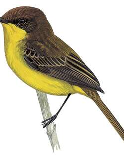 滴答多拉霸鹟 / Ticking Doradito / Pseudocolopteryx citreola