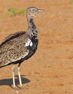 红冠鸨 / Red-crested Korhaan / Lophotis ruficrista