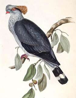 髻鸠 / Topknot Pigeon / Lopholaimus antarcticus
