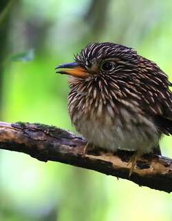 白胸蓬头䴕 / White-chested Puffbird / Malacoptila fusca