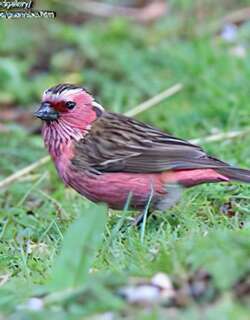 白眉朱雀 / Chinese White-browed Rosefinch / Carpodacus dubius