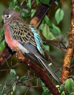伯氏鹦鹉 / Bourke’s Parrot / Neopsephotus bourkii