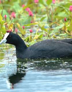 红瘤白骨顶 / Red-knobbed Coot / Fulica cristata