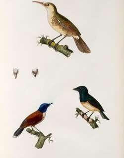 歌鸲苇莺 / Nightingale Reed Warbler / Acrocephalus luscinius