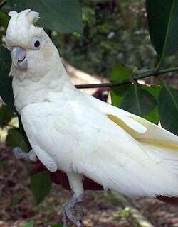 菲律宾凤头鹦鹉 / Red-vented Cockatoo / Cacatua haematuropygia