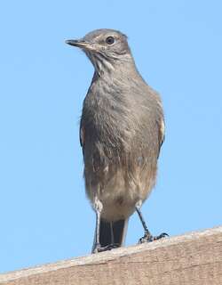 小鵙霸鹟 / Lesser Shrike-Tyrant / Agriornis murinus