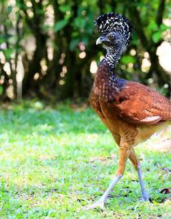 大凤冠雉 / Great Curassow / Crax rubra