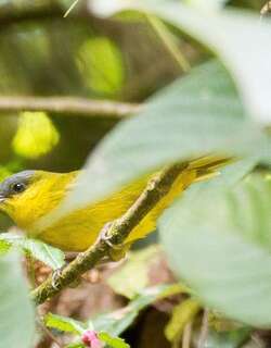 灰顶拟雀 / Grey-capped Hemispingus / Kleinothraupis reyi