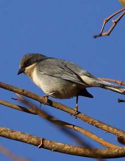 灰白歌鹀 / Cinereous Warbling Finch / Microspingus cinereus