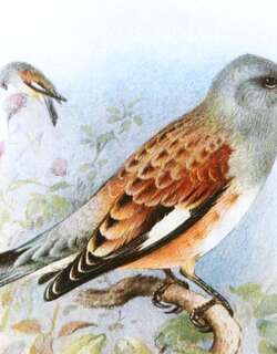 也门朱顶雀 / Yemen Linnet / Linaria yemenensis