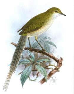 绿长尾莺 / Green Longtail / Urolais epichlorus