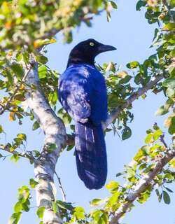 紫背冠鸦 / Purplish-backed Jay / Cyanocorax beecheii