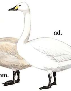 小天鹅 / Tundra Swan / Cygnus columbianus