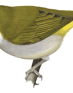 比阿绣眼鸟 / Biak White-eye / Zosterops mysorensis
