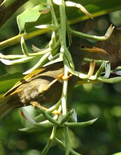 绿裸吸蜜鸟 / Yellow-billed Honeyeater / Gymnomyza viridis