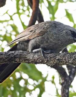 灰短嘴澳鸦 / Apostlebird / Struthidea cinerea
