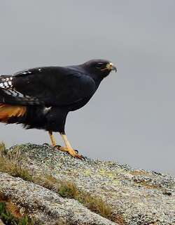 棕鵟 / Augur Buzzard / Buteo augur