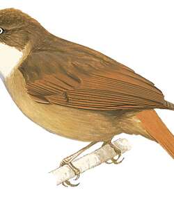 伯州拾叶雀 / Pernambuco Foliage-gleaner / Automolus lammi